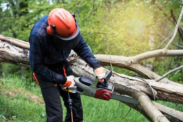 Tree Care and Arborist Services